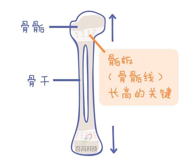 重啟骨骺線~你看起來很誘人！_11.png