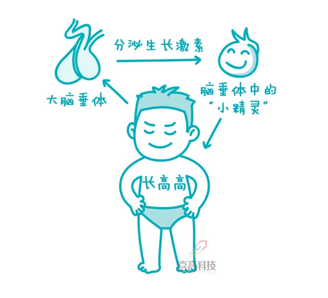 一網(wǎng)打盡︱打生長激素有副作用嗎？_02.png