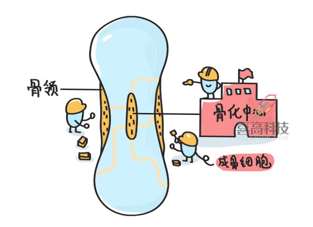 11.22看完大樓建造過程，就知道孩子是怎么長高的-_05.png
